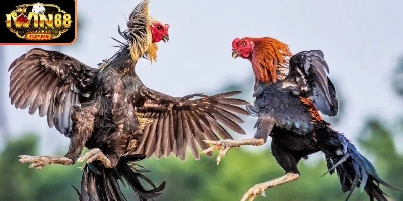 Mơ thấy gà có thể gặp may hoặc không